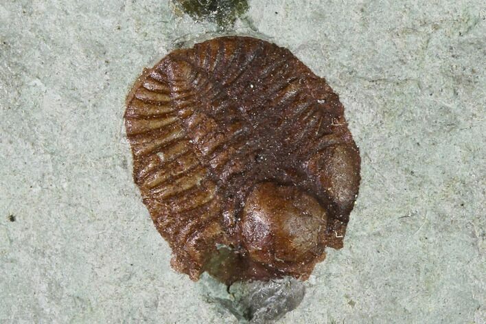 Ordovician Trilobite (Ampyxina) Fossil - Missouri #137238